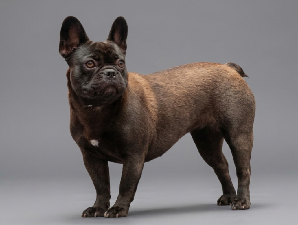 Skogshäxans Isabell